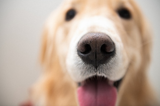 Il cucciolo di golden retriever vede solo il suo naso sullo sfondo bianco