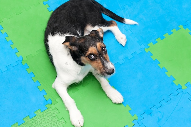 Il cucciolo di Jack Russell giace sul tappeto bluverde e guarda la telecamera