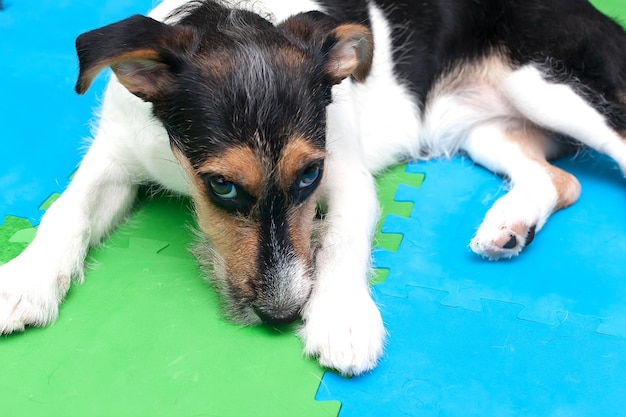 Il cucciolo di Jack Russell giace sul tappeto bluverde e guarda la telecamera