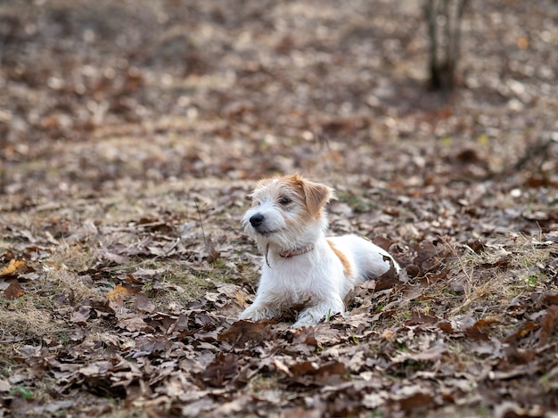 Il cucciolo di Jack Russell Terrier dai capelli del filo si trova nell'erba