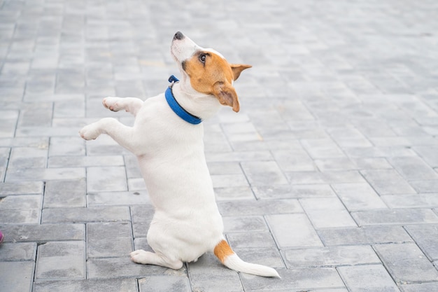 Il cucciolo di Jack Russell Terrier esegue il comando Un piccolo cane divertente con un collare blu gioca con il proprietario mentre cammina Il compagno perfetto Una conduttrice di cani sta addestrando un animale domestico intelligente