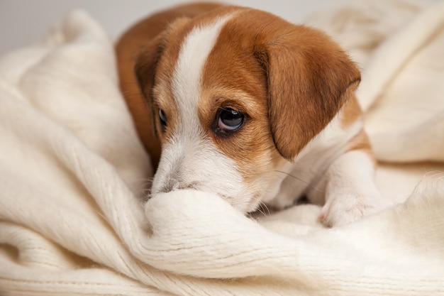 Il cucciolo di Jack Russell Terrier si trova sul pavimento di legno