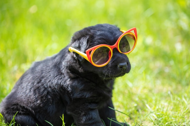 Il cucciolo di Labrador retriever nero divertente guarda attraverso gli occhiali da sole