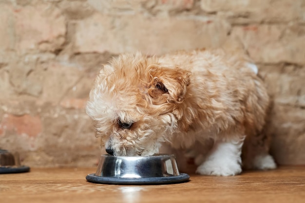 Il cucciolo di Maltipoo mangia da una ciotola di metallo su uno sfondo di un muro di mattoni