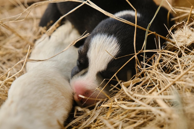 Il cucciolo di Mongrel è appena nato con gli occhi ancora chiusi Cucciolo bianco e nero appena nato con il naso rosa