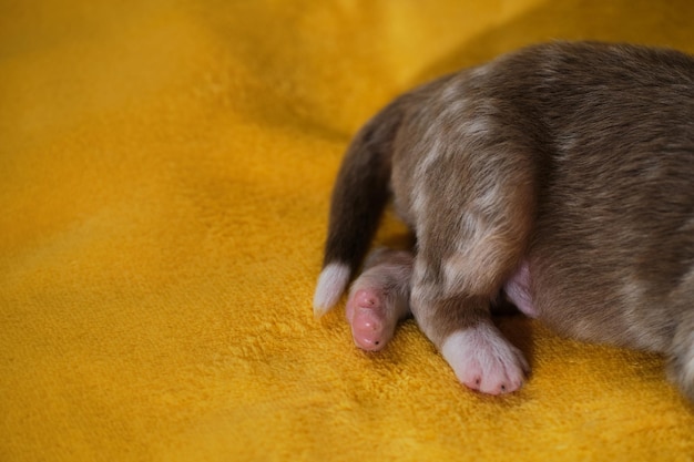 Il cucciolo di pastore australiano appena nato è sdraiato su una calda coperta morbida gialla Little ass aussie red merle