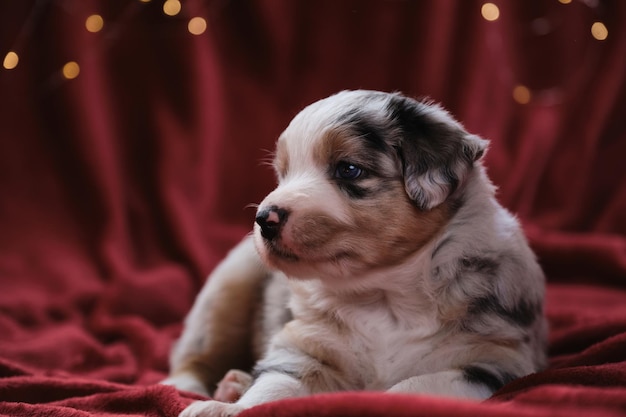 Il cucciolo di pastore australiano di blue merle è sdraiato su una coperta contro una calda ghirlanda di colore giallo brillante