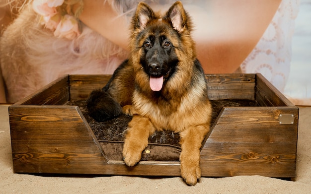 Il cucciolo di pastore tedesco giaceva in un letto speciale per cani. Foto di alta qualità