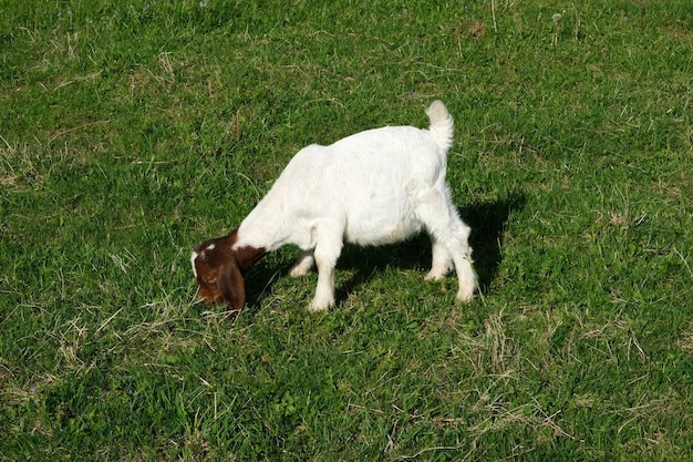 Il cucciolo di pecora dal naso nero gallese pascola sul prato verde La capra nera del Vallese Ovis aries.