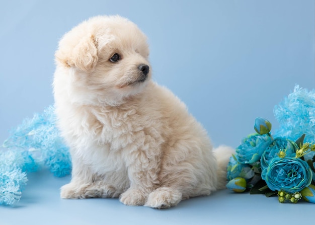 Il cucciolo di quel barboncino color crema si siede su uno sfondo blu accanto ai fiori e distoglie lo sguardo