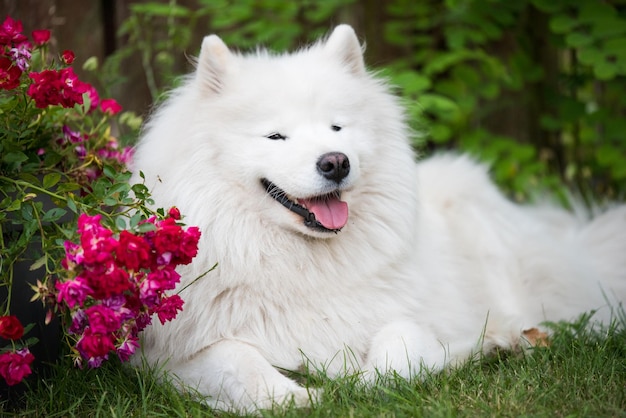 Il cucciolo di Samoiedo bianco si siede sull'erba verde con i fiori Cane in natura una passeggiata nel parco