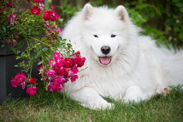 Il cucciolo di Samoiedo bianco si siede sull'erba verde con i fiori Cane in natura una passeggiata nel parco