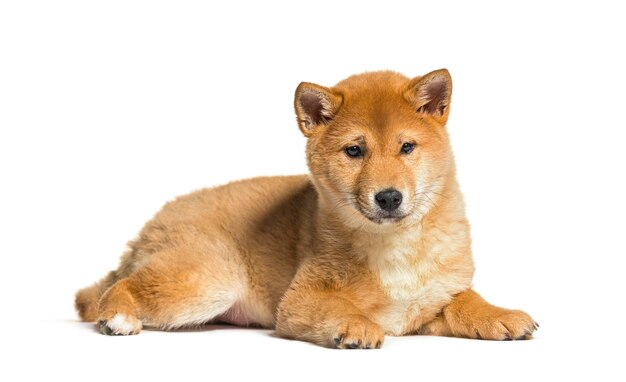 Il cucciolo di Shiba inu sdraiato e che guarda lontano sullo sfondo bianco