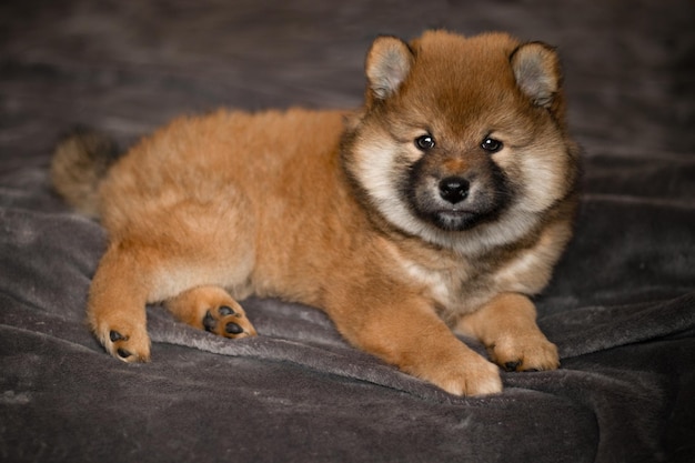 Il cucciolo di Shiba inu si trova sul letto e sembra un cucciolo giapponese bello e carino