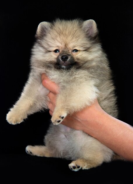 Il cucciolo di Spitz grigio lanuginoso tiene le mani umane su uno sfondo nero, il cucciolo guarda la telecamera