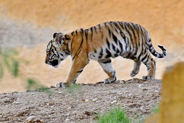 Il cucciolo di tigre cammina sulla terraferma
