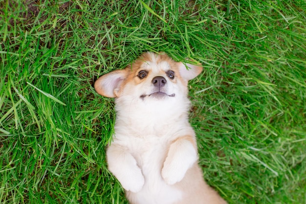 Il cucciolo di Welsh Corgi è sdraiato sull'erba