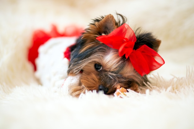 Il cucciolo di Yorkshire Terrier di mini mesi nasconde giocosamente il naso in una leggera coperta soffice