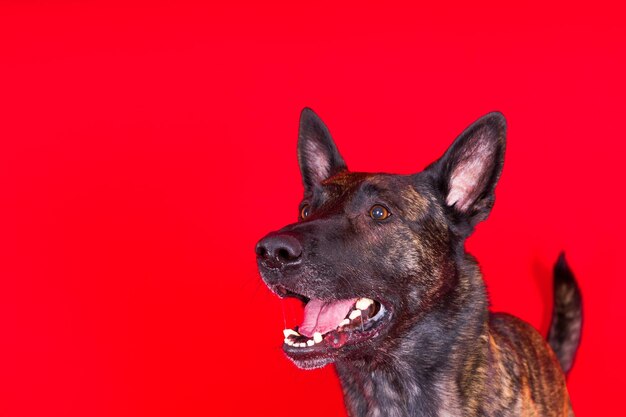 Il cucciolo divertente gioca felice cane da pastore olandese su uno sfondo giallo rosso scuro