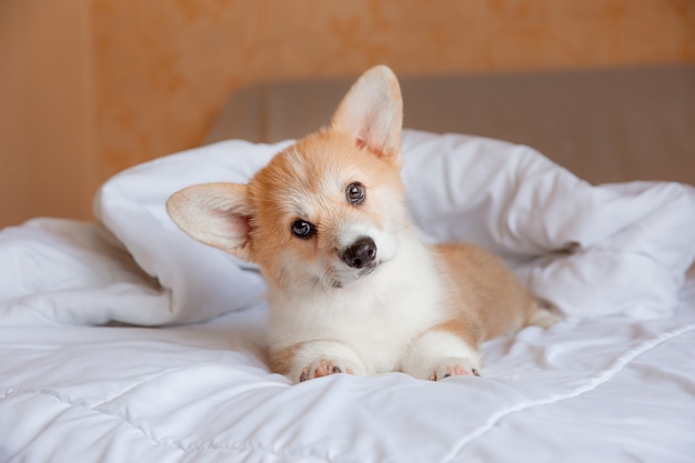 Il cucciolo è sdraiato sul letto coperto da una coperta