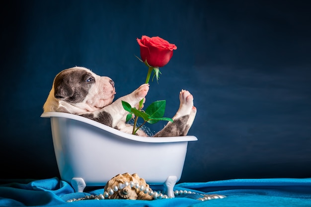 Il cucciolo giace in bagno con una rosa nella zampa. Congratulazioni per la Giornata internazionale della donna.