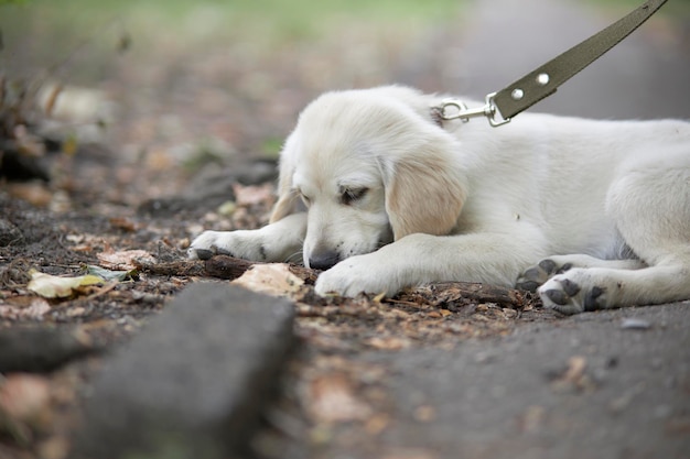 Il cucciolo giace sulla strada e rosicchia un bastone Ritratto di un cucciolo di golden retriever Cute cucciolo