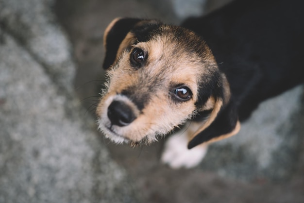 Il cucciolo guarda con occhi gentili