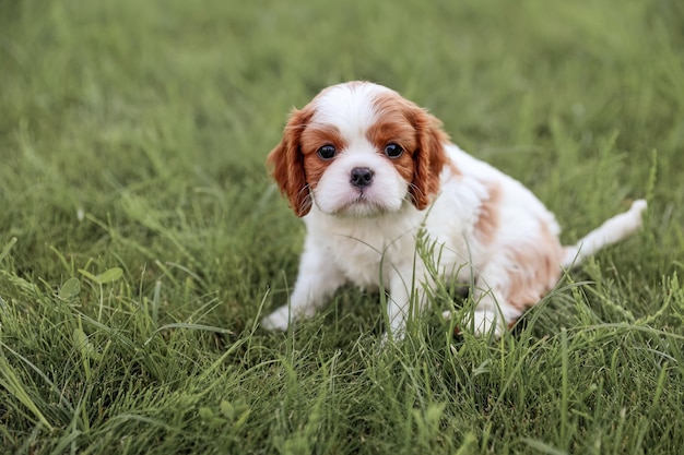 Il cucciolo King Charles Spaniel si siede sull'erba nella calda estate