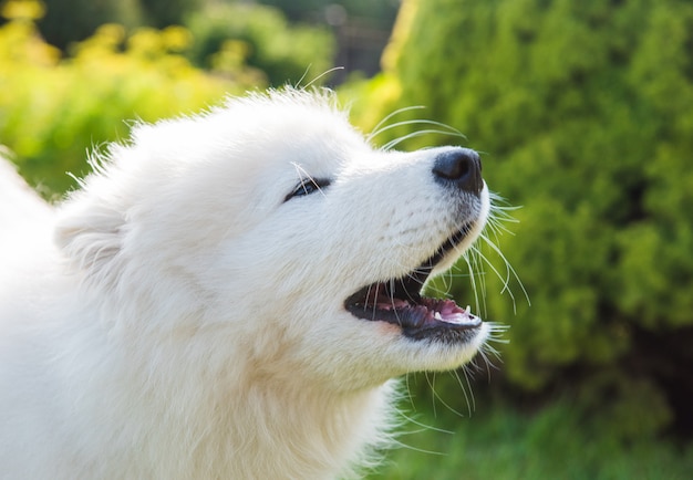 Il cucciolo lanuginoso bianco del cane samoiedo abbaia fuori