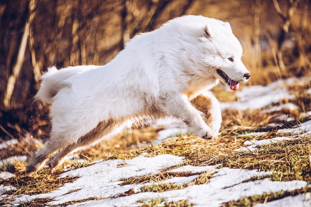 Il cucciolo samoiedo bianco del cane sta correndo nella natura del parco in primavera