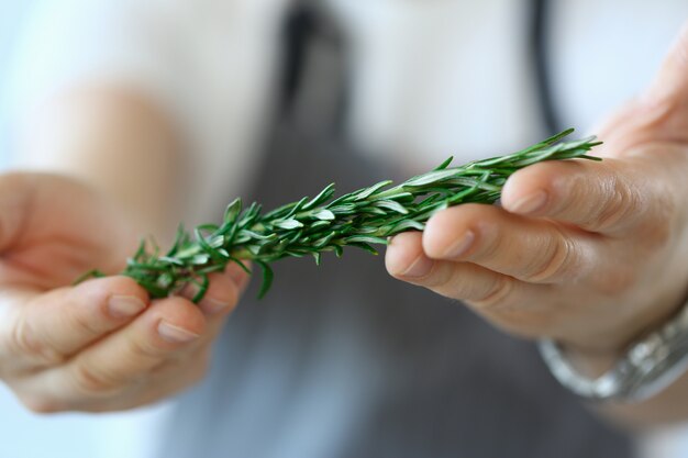 Il cuoco maschio professionista sta mostrando l'ingrediente del rosmarino