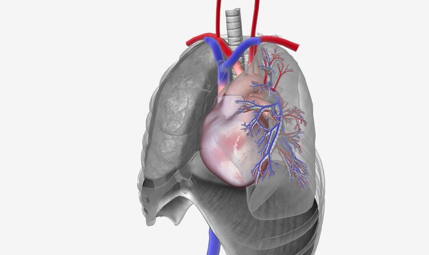 Il cuore e i grandi vasi