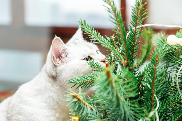 Il curioso gatto bianco britannico annusa i rami di abete. Decorazioni di Natale e Capodanno sul davanzale della finestra.