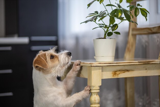 Il curioso Jack Russell Terrier raggiunge una pianta in vaso su una sedia Disordine in casa in cucina