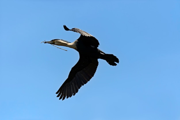 Il darter africano si è appollaiato sul ramo in acqua con la riflessione. Sud Africa