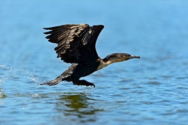 Il darter africano si è appollaiato sul ramo in acqua con la riflessione. Sud Africa