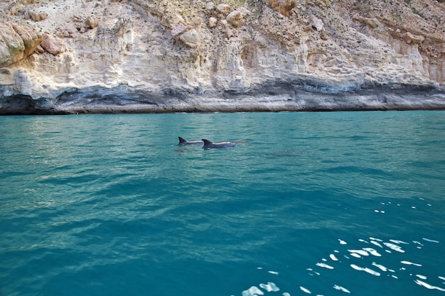 Il delfino nella baia di Shuab sull'isola di Socotra, Oceano Indiano, Yemen