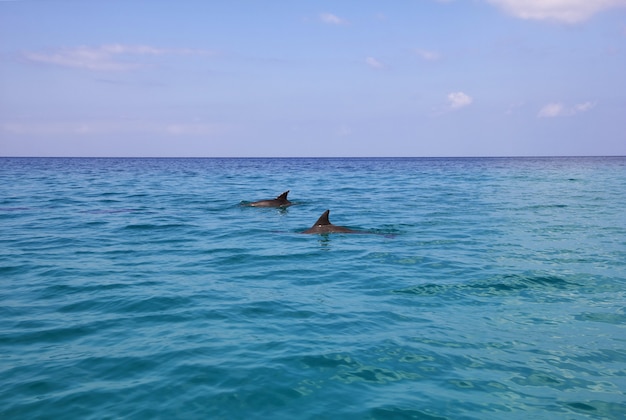 Il delfino nella baia di Shuab sull'isola di Socotra