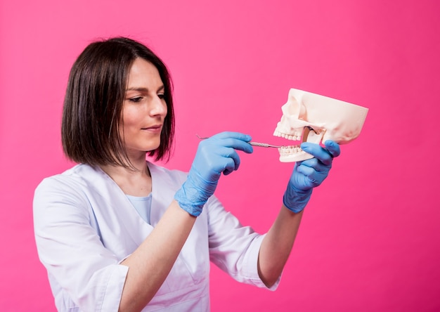 Il dentista della donna esamina la cavità orale del cranio artificiale con strumenti dentali sterili