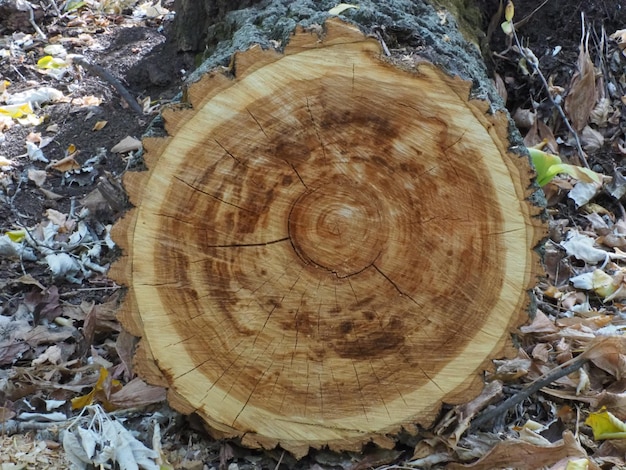 il disegno originale dell'albero segato