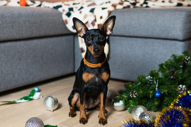 Il divertente pinscher in miniatura del cane ha fatto un casino nella stanza e gioca con l'albero di Natale