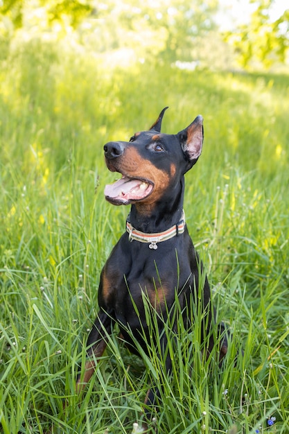 Il doberman del cane si siede nell'erba, foto verticale