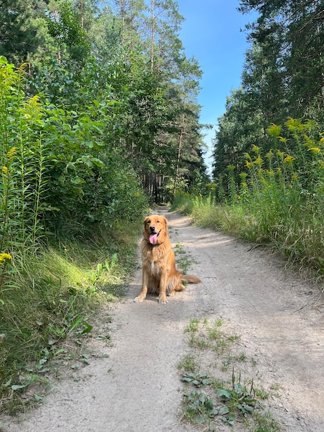 Il documentalista dorato del cane rosso si siede nel mezzo di una strada forestale contro lo sfondo dei fiori selvaggi