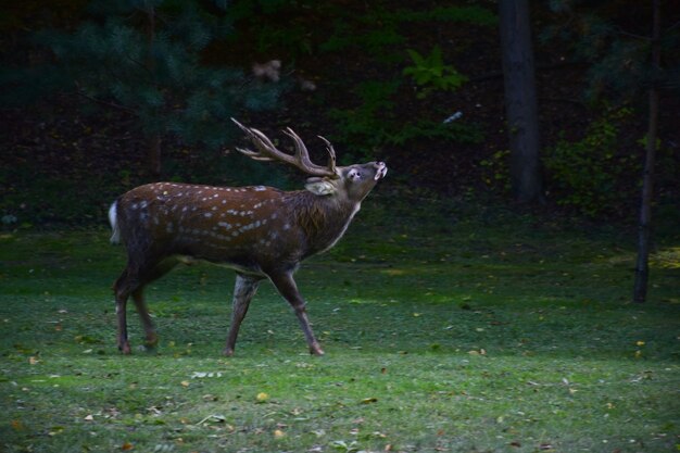 Il dollaro adulto con le corna cammina nel parco autunnale