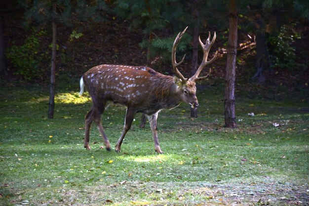 Il dollaro adulto con le corna cammina nel parco