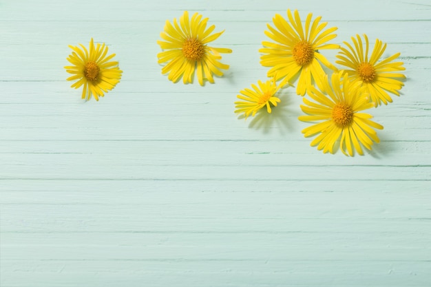 Il Doronicum fiorisce su fondo di legno verde dipinto