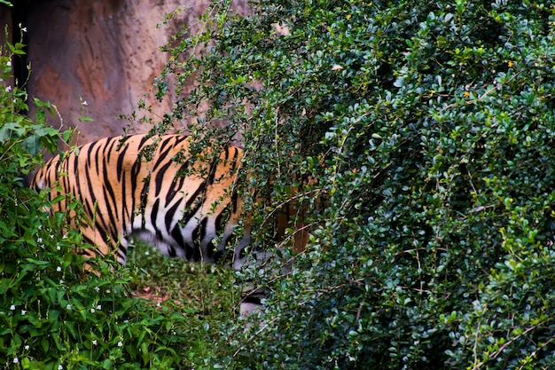 Il dorso di una tigre in piedi dietro un cespuglio