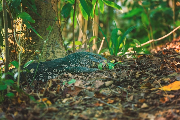 Il drago a strisce o dell'acqua o il salvatore di Varanus si trova vicino a un albero