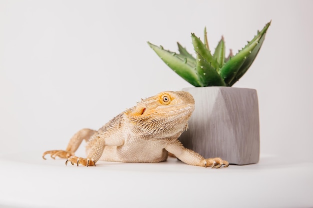 Il drago barbuto orientale drago barbuto o semplicemente lucertola barbuta isolato su sfondo bianco