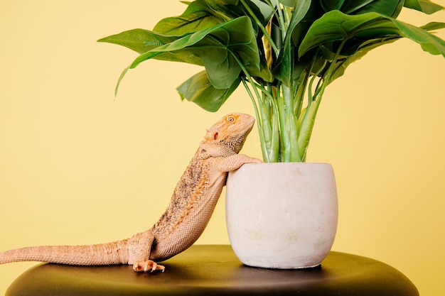 Il drago barbuto orientale drago barbuto o semplicemente lucertola barbuta su sfondo giallo